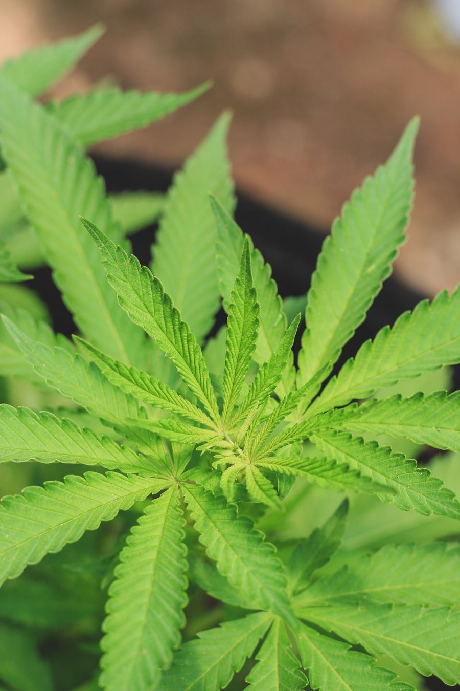 vape starter bundle